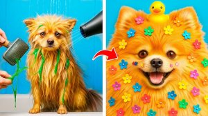 Мы приютили собаку Лайфхаки для владельцев животных