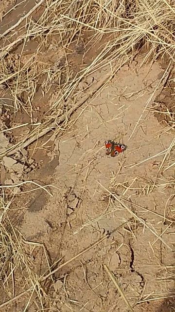 бабочка стережёт цветы