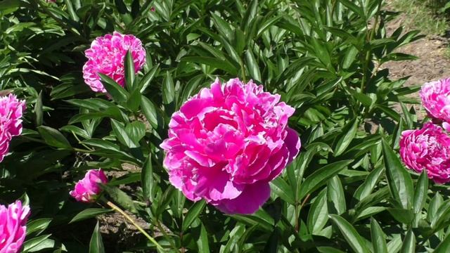 Пион Goods Dream