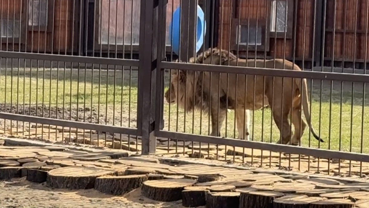 Опять вернулась,коварная!