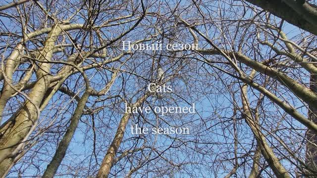 Коты. Новый сезон. Cats Have Opened The Season