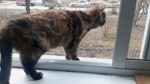 Рубрика Моя кошка