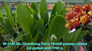№ А149 Rlc. Chomthong Fancy Fireball размер горшка 3,5 дюйма