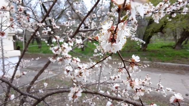 Релакс для ушей