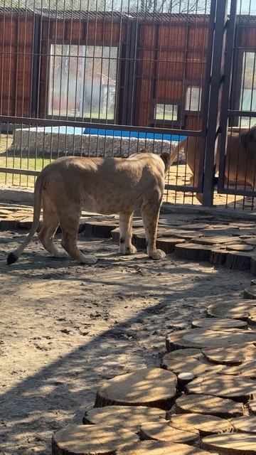 Мое колёсико!