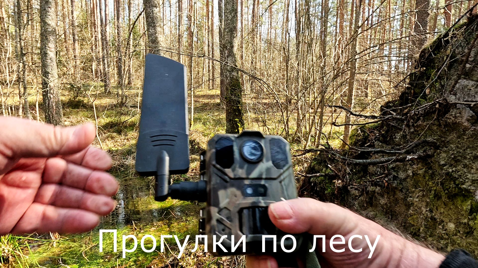 Прогулки по лесу. Установил фотоловушку со связью в лес. Она мне не понравилась.
