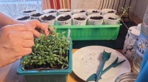 пикируем Алисум 15.04.26