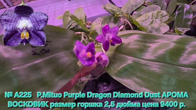 № А225   P.Mituo Purple Dragon Diamond Dust АРОМА ВОСКОВИК размер горшка 2,5 дюйма