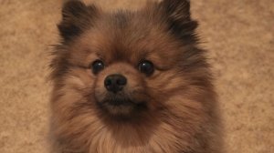 ПУСЁНОК УШЁЛ В ВЕЧНОСТЬ ▴ ВЕДЬМИНА ИЗБА. ИНГА ХОСРОЕВА