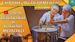 🐫🐎🧀Твердый сыр из молока верблюдицы и кобылы. Эксперимент мирового масштаба. Казахстан. Часть1