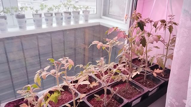 Садово-огородная сага. Вести с полей. Рассада растёт и множится...