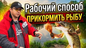 Урок 4. Как прикармливать рыбу? Правила и ошибки!