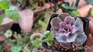 Суккуленты. Было- стало. Эксперимент грунт, удобрение.