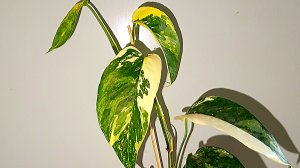 Эпипремнум Пиннатум Вайт Epipremnum pinnatum White. Уход