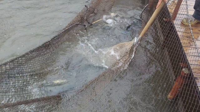 запуск форели