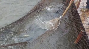 запуск форели