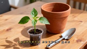 Как посадить перец . Сладкий перец на подоконнике