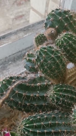 ЖУТЬ Кактус, который выживает