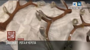 Хотели пустить на сувениры в Германии: в Москве задержали груз с черепами оленей