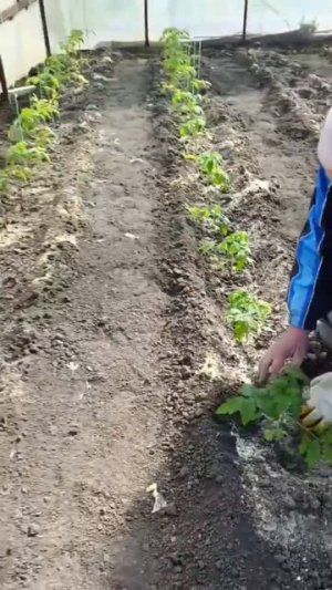 Высаживаем помидоры 🍅