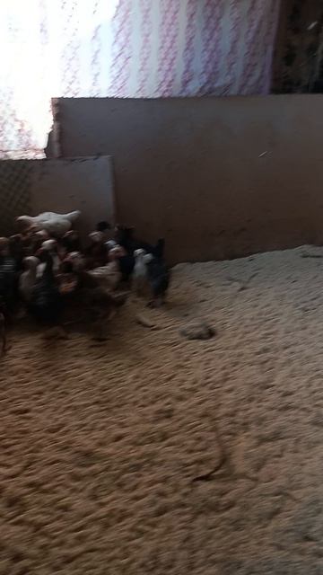 как подросли цыплята