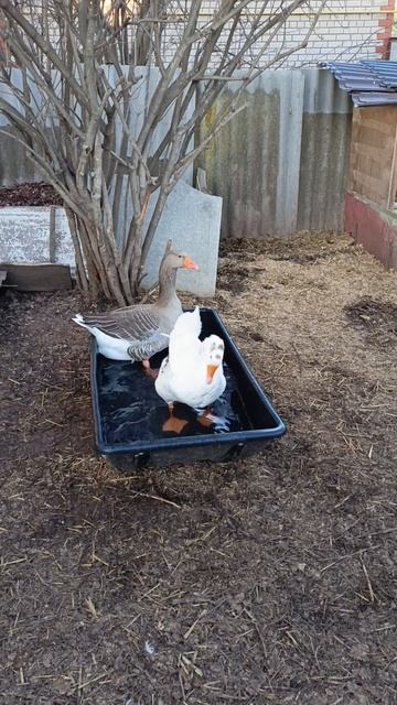 Банные процедуры у Серёжи и Белой🪿🚿💦