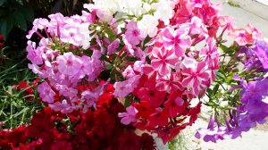 2356.  Делим флоксы.ВПЛ ( Апрель,13 число).