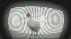мем chicken song