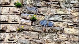 Б. Ахмадулина. По улице моей который год...