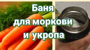 Укроп. Морковь. Подготовка семян к посеву