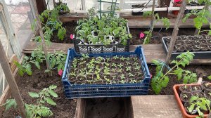 Начали высаживать томаты в отапливаемую теплицу.