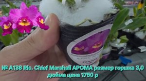 № А138 Rlc. Chief Marshall АРОМА размер горшка 3,0 дюйма