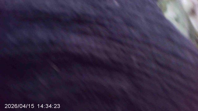 Удаление сорняков вида "Чистотел"