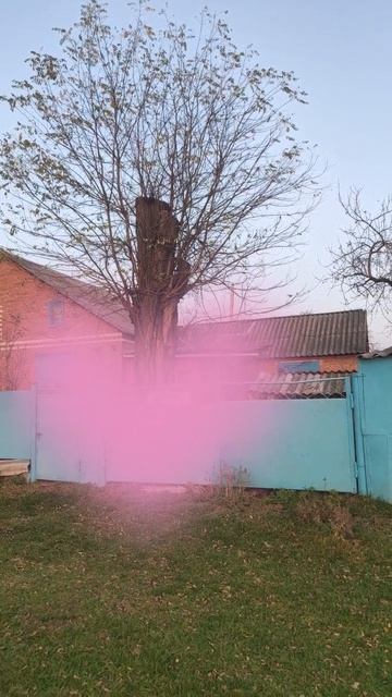 Большая акация и ЛЭП