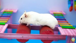 Хомячок убегает из опасного цветочного лабиринта! 12 часть