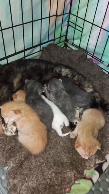 Кошечка Малышка, которая приехала с новорожденными котятами из г.Кировское к нам, сегодня приняла ещ