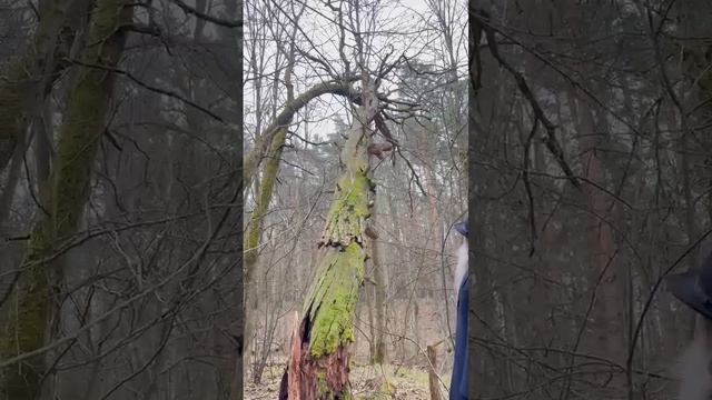 Лесная быль. Духовная телеграмма от Батюшки 15 апреля 2026