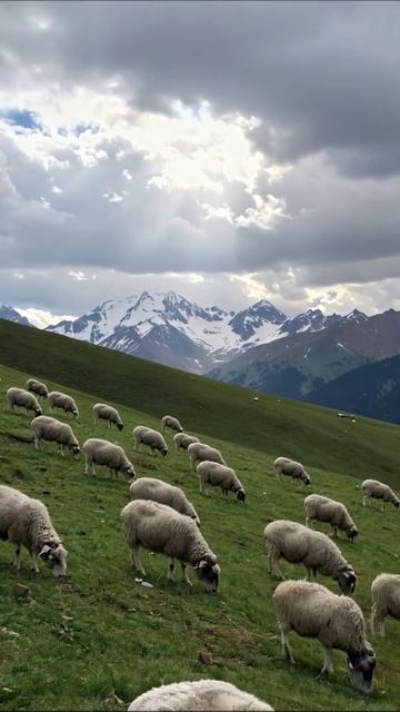 Скоты на живописных горах #природа #овцы #горныйпейзаж
