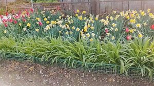 Цветник с нарциссами и тюльпанами