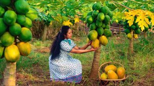 Сбор урожая папайи для приготовления десерта. И рассола незрелой папайи, Кулинарные путешествия.