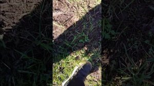 Апрельская охота. Начало первой жизни.