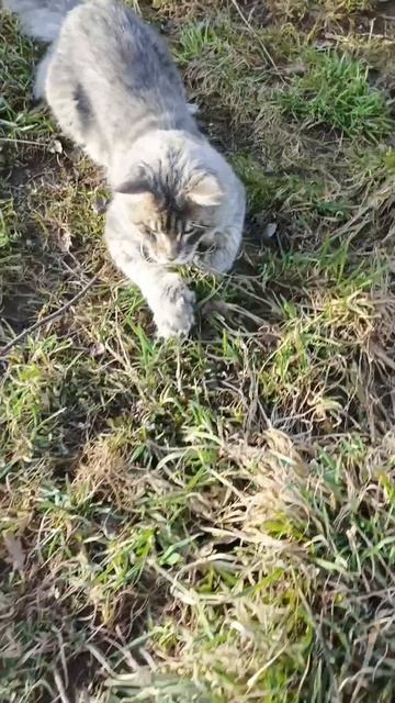 Выставка кошек 🐈2026🐈Ангел шел Кун прайд ❤️🔥❤️🔥❤️🔥