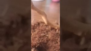 Кормлю багомола