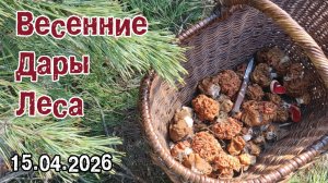Весенние Дары Леса. 15.04.2026.