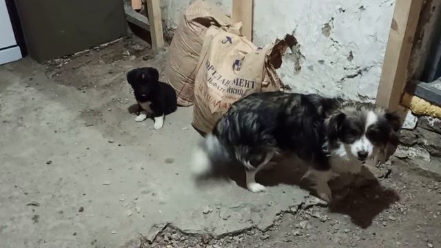 29,30 января 2024 г.Мой дом .Начала заливать пол.