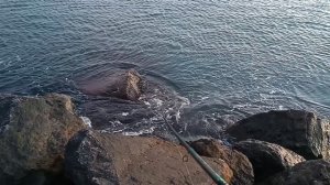 дельфинов больше чем рыбы. ловлю ставриду с берега.