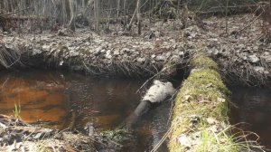 Весенний Апрель