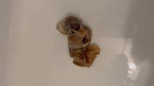 Спа процедуры взрослых улиток