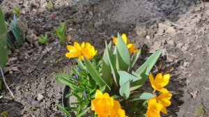 Поёт скворец!Весенние работы начинаются!