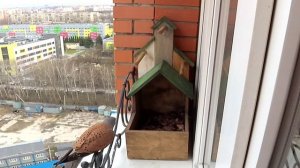 Заботливый самец